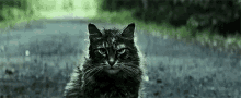 Cat Stare GIF