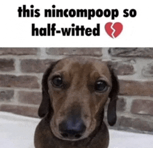 a picture of a dachshund with the caption this nincompoop so half witted
