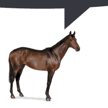 The Horse Emmycron GIF - The Horse Emmycron Necropolis GIFs