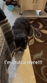 a picture of a dog with the caption i 'm outta here !!