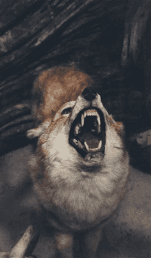 Wolves Wolf GIF - Wolves Wolf Wild Animals GIFs