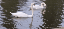 Swan GIF - Swan GIFs