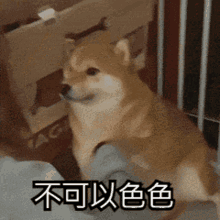 Dog Shiba Inu GIF - Dog Shiba Inu GIFs