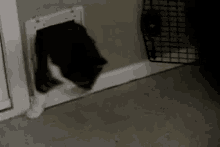 Fat Cat GIF - Fat Cat Cat Door GIFs