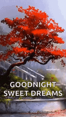 good night sweet dreams fall tree calm