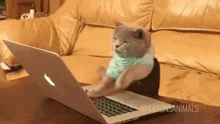 Cat Writting GIF - Cat Writting GIFs