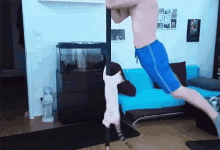 Funny Animals Cats GIF - Funny Animals Cats Workout GIFs