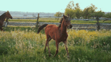 two horses are running in a grassy field with a fence in the background