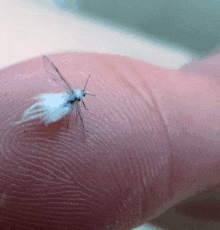 Woolly Aphids Cute Bug GIF