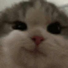 Cat Meme Cat Smirk GIF - Cat Meme Cat Smirk Cat GIFs