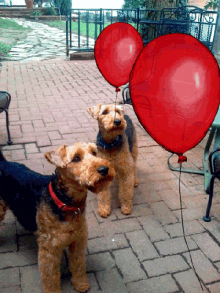 welsh terrier dogs puppys images