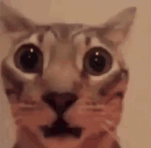 New trending GIF tagged cat reaction kitty salvador…