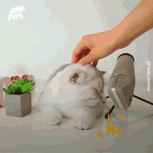 a person petting a cat with a lightning bolt behind it