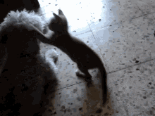 a kitten is playing with a stuffed animal on a tiled floor