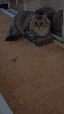 Penelope Cat GIF - Penelope Cat Wink GIFs