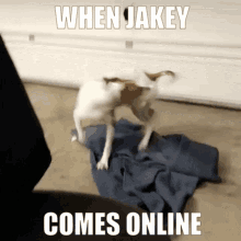 When Jakey Comes Online Jakey GIF - When Jakey Comes Online Jakey Online GIFs