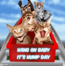 wednesday hump day hang on cats roller coaster