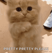 Please Cat GIF - Please Cat Cute GIFs