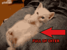 Animals With Captions Dinki My Oiter GIF - Animals With Captions Dinki My Oiter Full Of Oiter GIFs