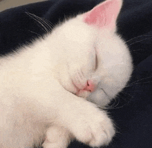 a white kitten with pink ears is sleeping on a blue blanket on a bed .