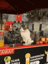 Cat Annoyed GIF - Cat Annoyed Judge GIFs
