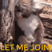 Koala Crying GIF - Koala Crying Let Me Join GIFs