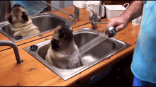 Happy As A Pug In A Bath GIF - Bath Shower Dog GIFs