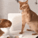 two cats are sitting on a white couch and one is looking at the other