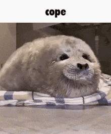 Seal Cope GIF - Seal Cope Cute GIFs