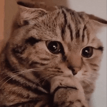 Sad Cat Meme GIF - Sad Cat Cat Meme GIFs
