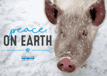 Peace On Earth GIF - Peace On Earth GIFs