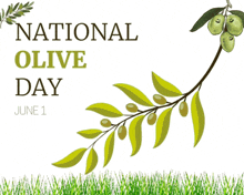 national olive day is celebrated on june 1