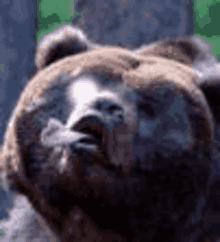 Oso Demigrante Bear GIF - Oso Demigrante Bear Blinking Eyes GIFs