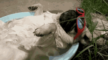 Loungin Around GIF - Dogs Sunglasses GIFs