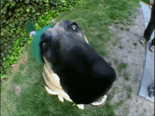 Dog Propeller Beanie GIF