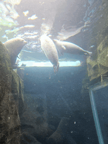 Seals Together GIF - Seals Together Swim GIFs
