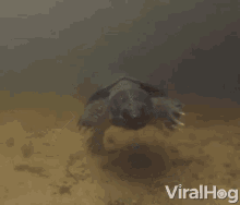 Turtle Slow GIF - Turtle Slow Swimming GIFs