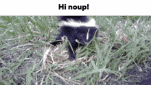 a skunk is standing in the grass with the words hi noup above it