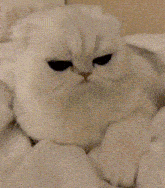 a white cat with big blue eyes is laying on a white blanket .