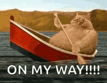 Fat Cat Row Boat GIF - Fat Cat Row Boat Fat GIFs
