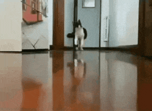 Run Cat Running GIF - Run Cat Running Goofy Kitty GIFs
