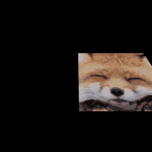 a close up of a fox with its eyes closed on a black background