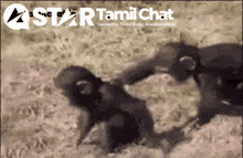 a star tamil chat logo with two monkeys in the foreground