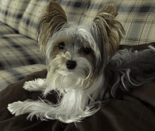 Parker The Parti Yorkie GIF - Parker The Parti Yorkie GIFs