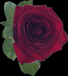 Rose Redrose GIF - Rose Redrose GIFs