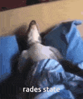 a cat laying on a bed with the words rades state written on the bottom