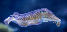 Cuttlefish GIF