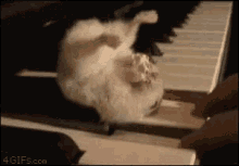 piano hamster