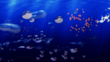a group of fish are swimming in a blue ocean
