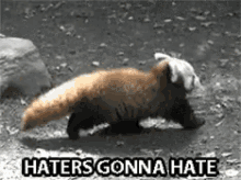 Haters Gonna Hate Red Panda GIF